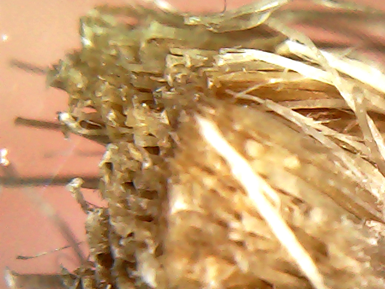Close-up observation of rope
